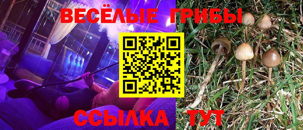 Псилоцибиновые грибы Psilocybe  Вход с VPN  Мирный 